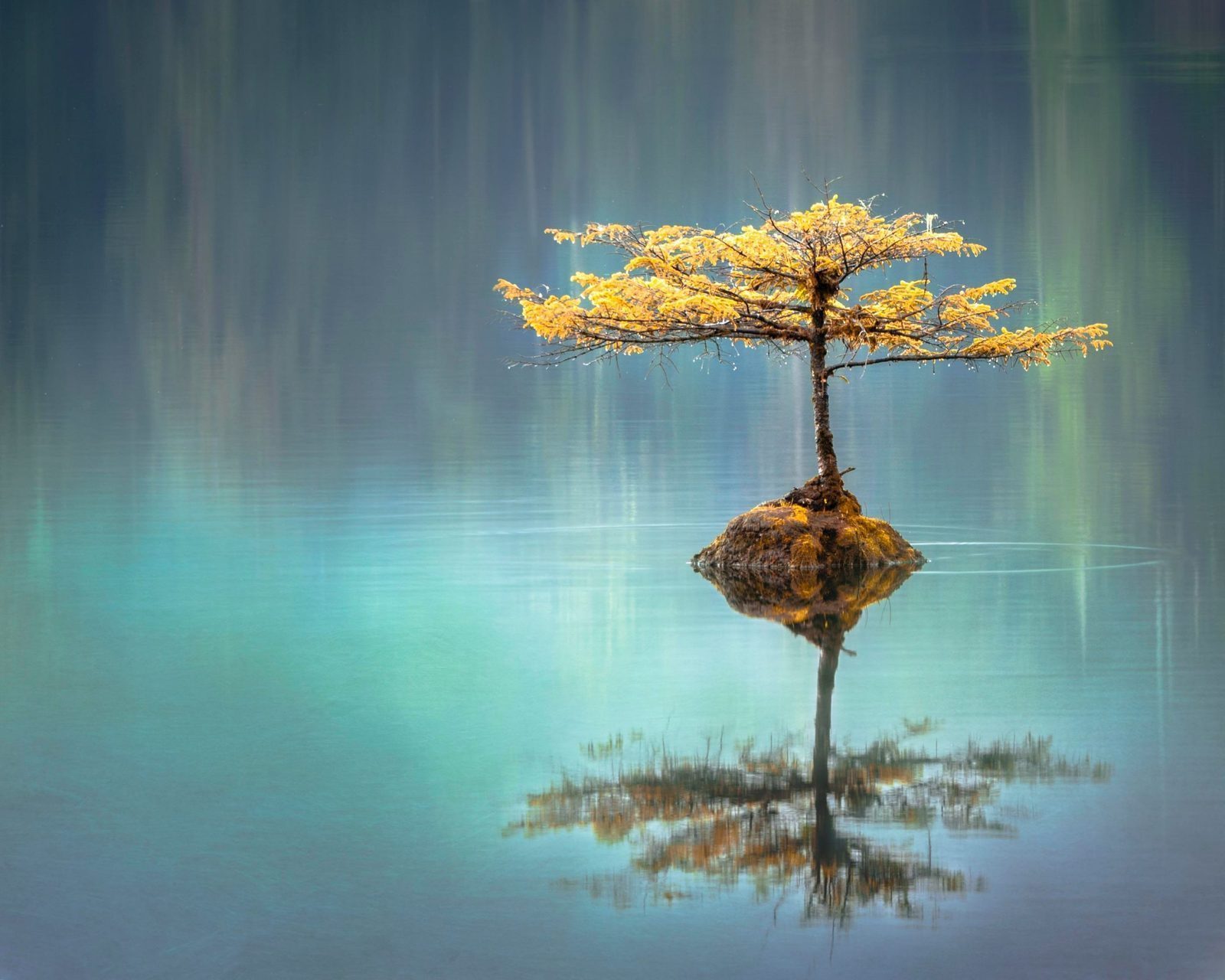 Self-Care During COVID-19 by Dr Johanna Lynch, GP Psychotherapist