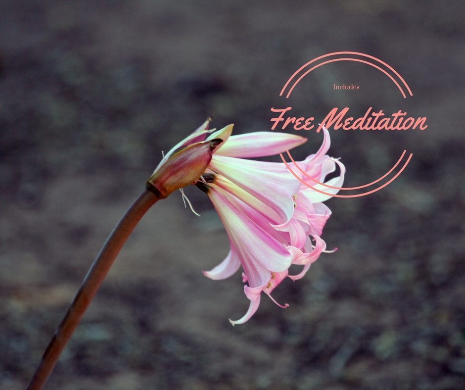 Mindfully Turning Towards Chronic Pain