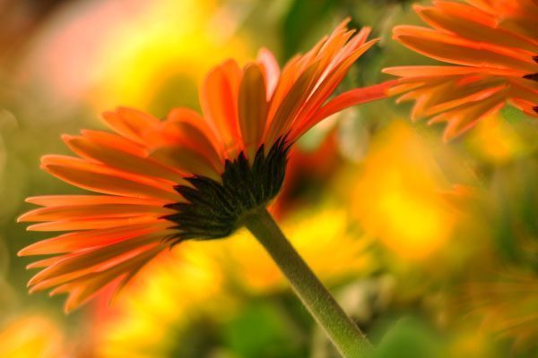 Practicing Gratitude as a Bridge to Self-Compassion